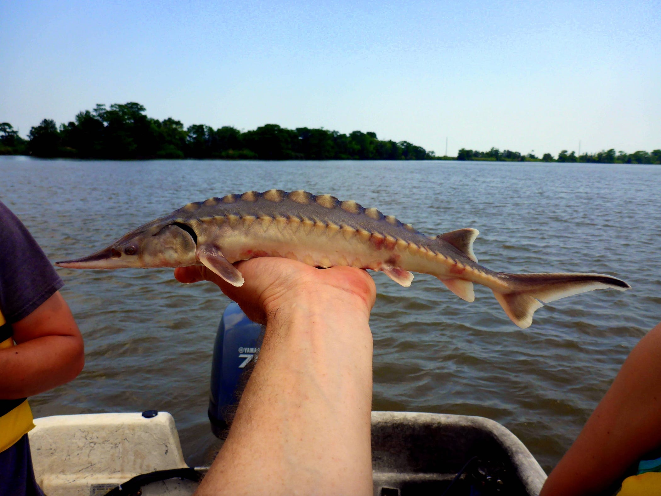 giant atlantic sturgeon