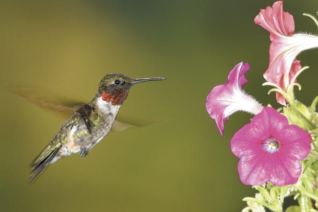 do hummingbirds like bananas