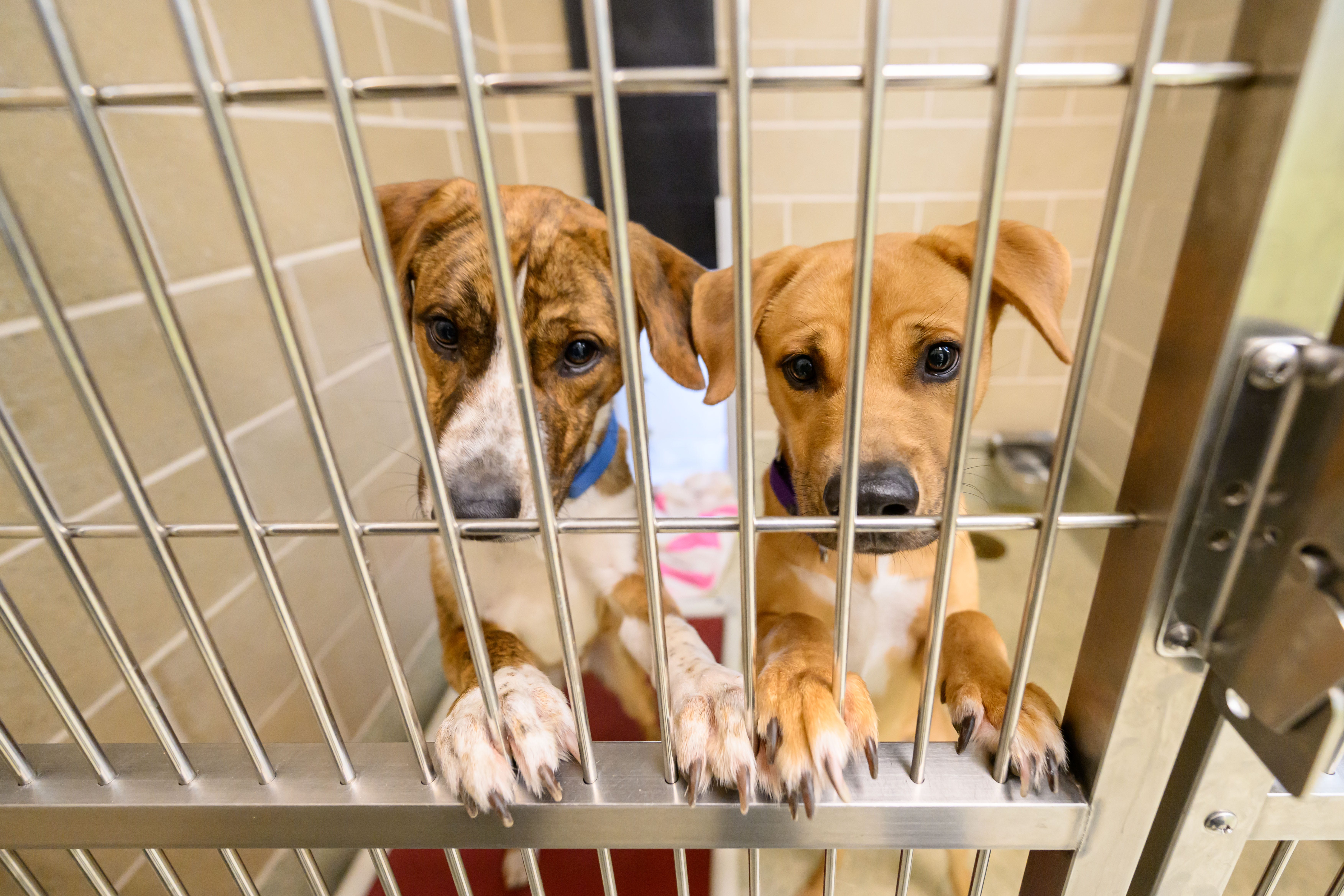 Ann Arbor humane society offers free adoptions through Sunday