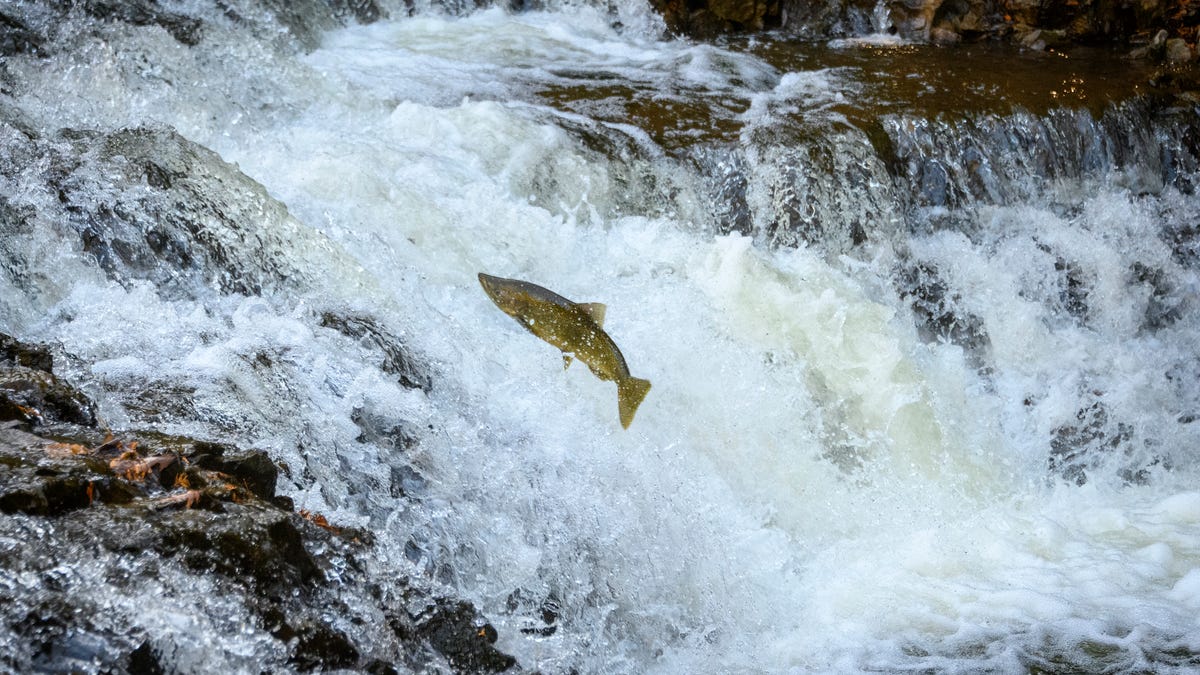 Michigan Marvels: Ocqueoc Falls, the largest waterfall in the Lower Peninsula