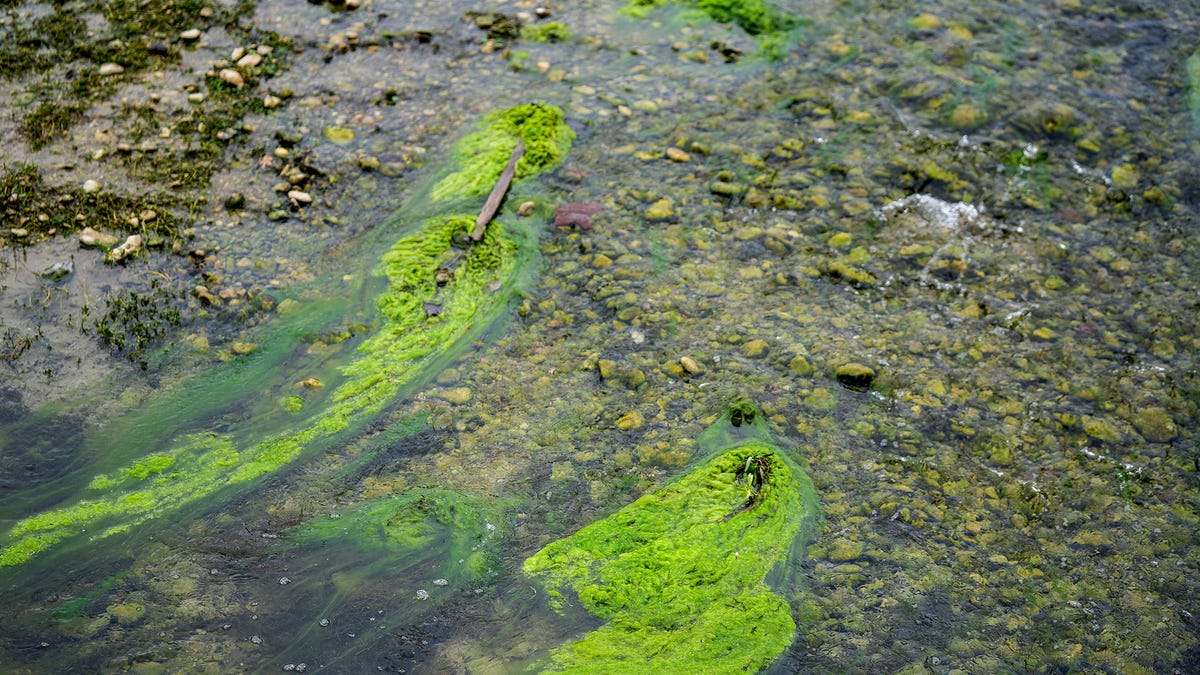 美国最严重的有毒藻类水华出现在Lady Bird湖、Austin湖和Travis湖