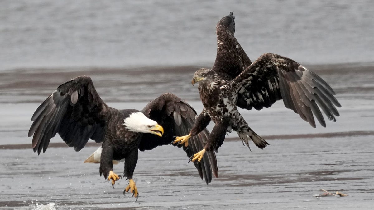 Bald eagles gather in the Upper Mississippi River National Wildlife and Fish Refuge