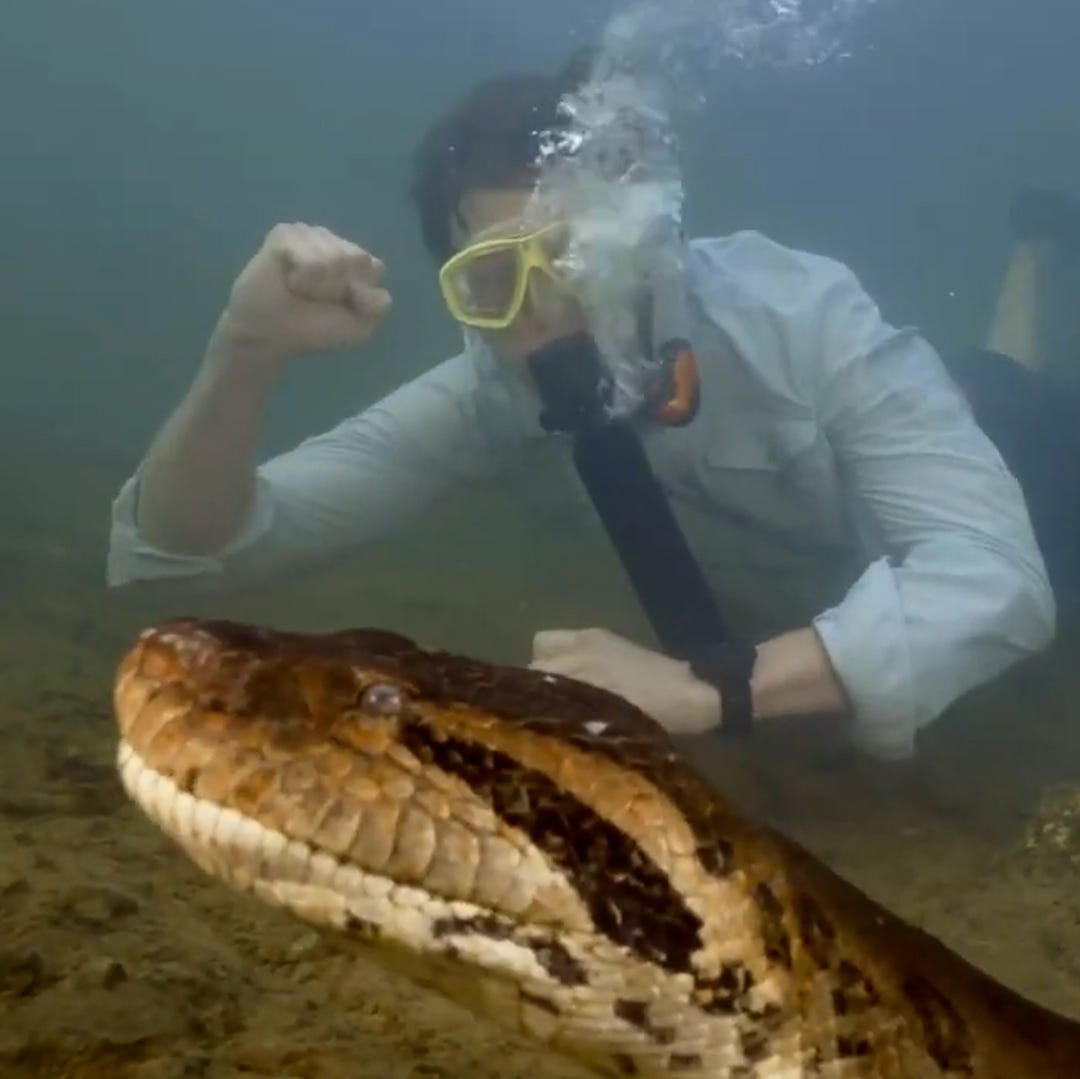 Watch: Scientist swims up to giant anaconda in the Amazon