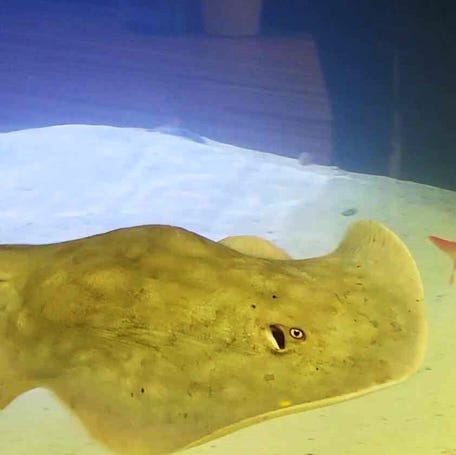 Charlotte, a stingray at Hendersonville's Aquarium and Shark Lab by Team ECCO, is pregnant through a process called parthenogenesis. She's expecting to give birth to one to four pups, according to aquarium staff members.