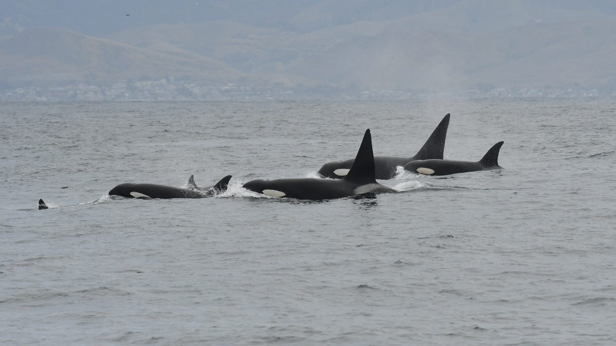 Orcas đánh chìm một chiếc thuyền ở eo biển Gibraltar;  Hai hành khách được cứu