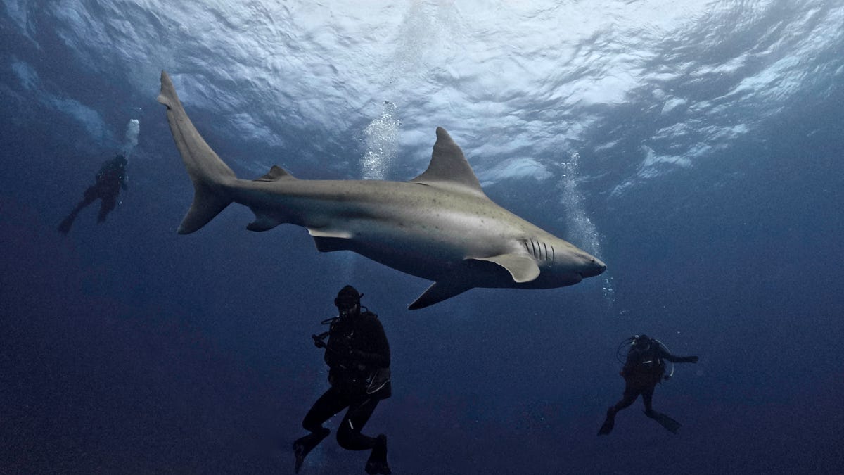 Shark attacks in Florida frighten beachgoers, but experts warn they are not alarmed