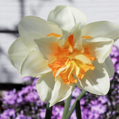 A daffodil flower blooms on April 9, 2024.