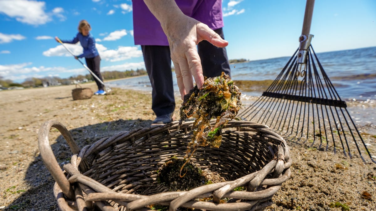 Read more about the article How to collect seaweed in Rhode Island and use it in your garden