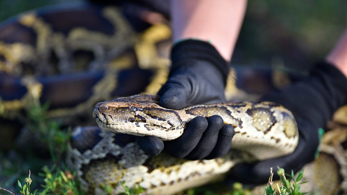 Read more about the article Why weapons are not allowed at the Florida Python Challenge