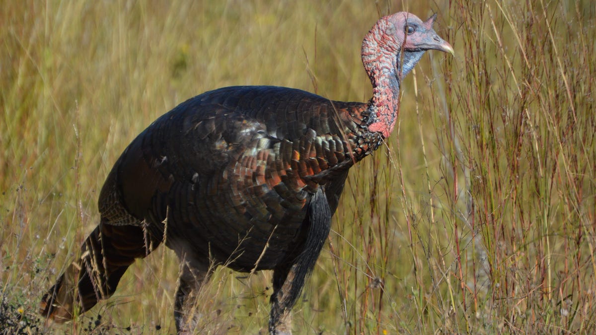 Statewide results tell partial story about overall Ohio turkey numbers, hunter enthusiasm