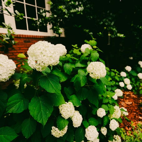 White Hydrangea plants can be seen on Friday, May 31, 2024 at the Dixon Gallery & Gardens in Memphis, Tenn.