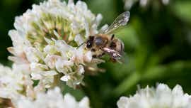 Celebrate National Pollinator Week