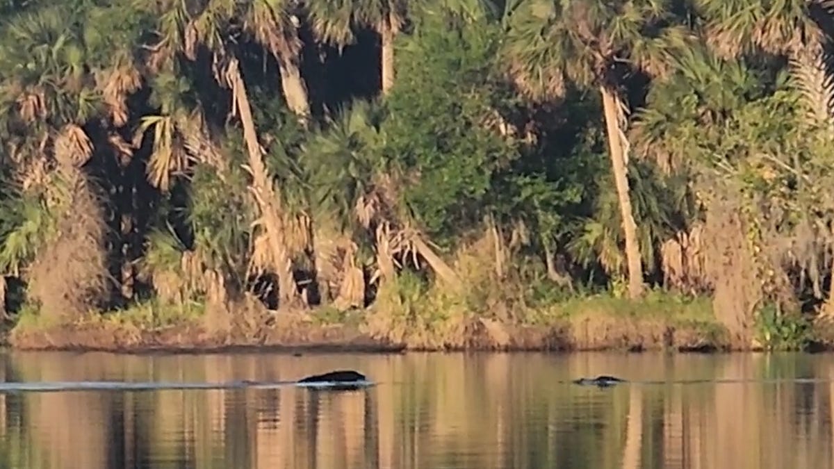Bear defends himself against alligators while swimming in Florida – Video