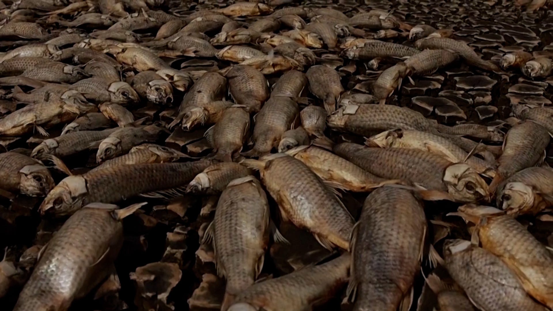 Miles de peces han muerto en el lago mexicano por grave sequía