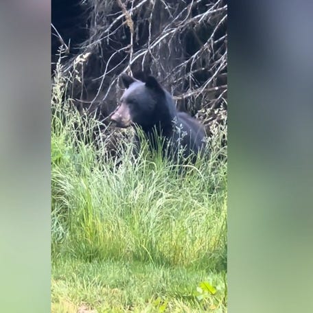 A screenshot of a Black Bear seen in a viral video showing a deer warning an Oregon family that the bear was approaching.