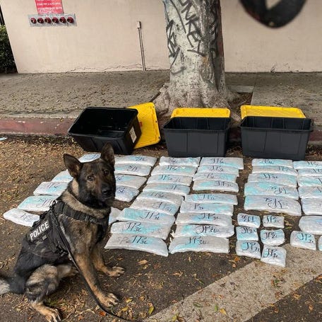K9 Axel, a 5-year-old Czech shepherd, who sniffed out over $3 million in drugs on June 18, 2024 in Los Angeles.