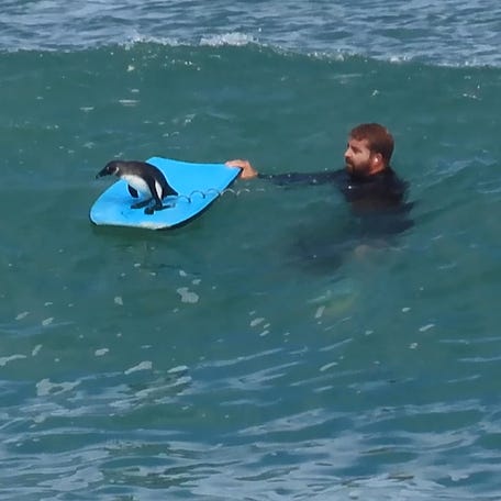 A curious African penguin interrupted a bodyboarding lesson to get one of his own, catching waves with the instructor..