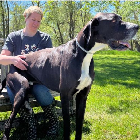 The tallest dog living (male) is Kevin, who measures 0.97 m (3 ft 2 in), as verified in West Des Moines, Iowa, USA, died in late June 2024, after falling ill.    Guinness World Records