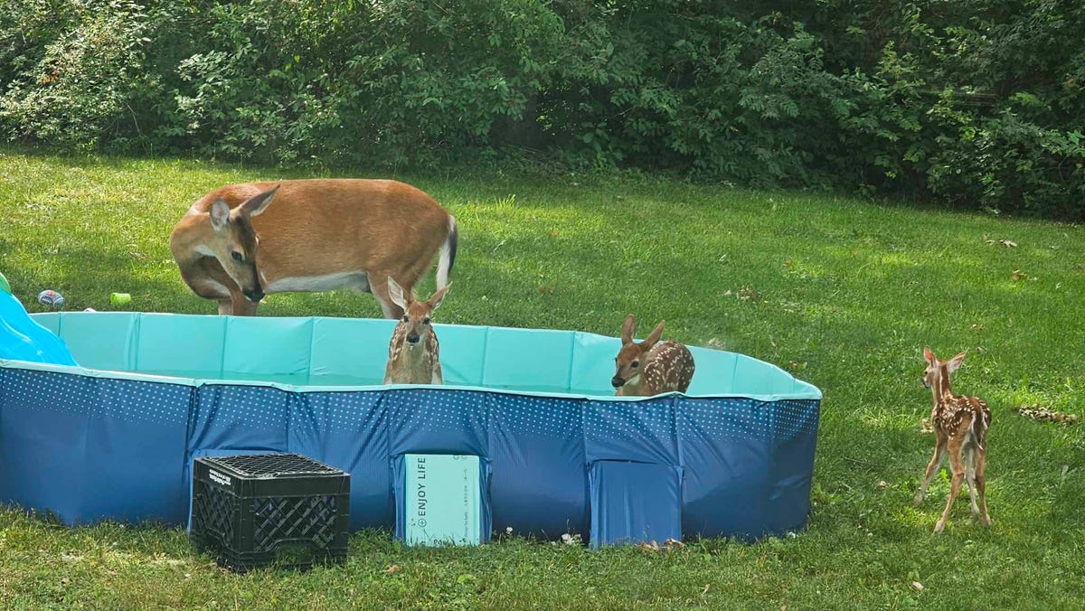 Fawn visits pool in Stow woman’s backyard in viral Facebook post