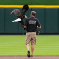 Sam the bald eagle through the years: Star of Reds pregame is retiring