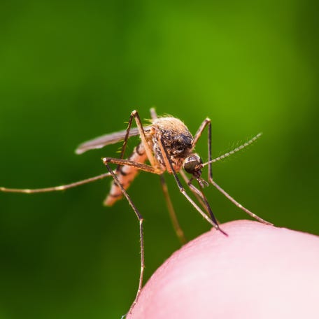 Macro Photo of Yellow Fever, Malaria or Zika Virus Infected Mosquito Insect Bite on Green Background