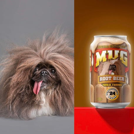 Wild Thang, recently crowned the World's Ugliest Dog in 2024, will temporarily replace MUG Root Beer's mascot as the face of the brand.