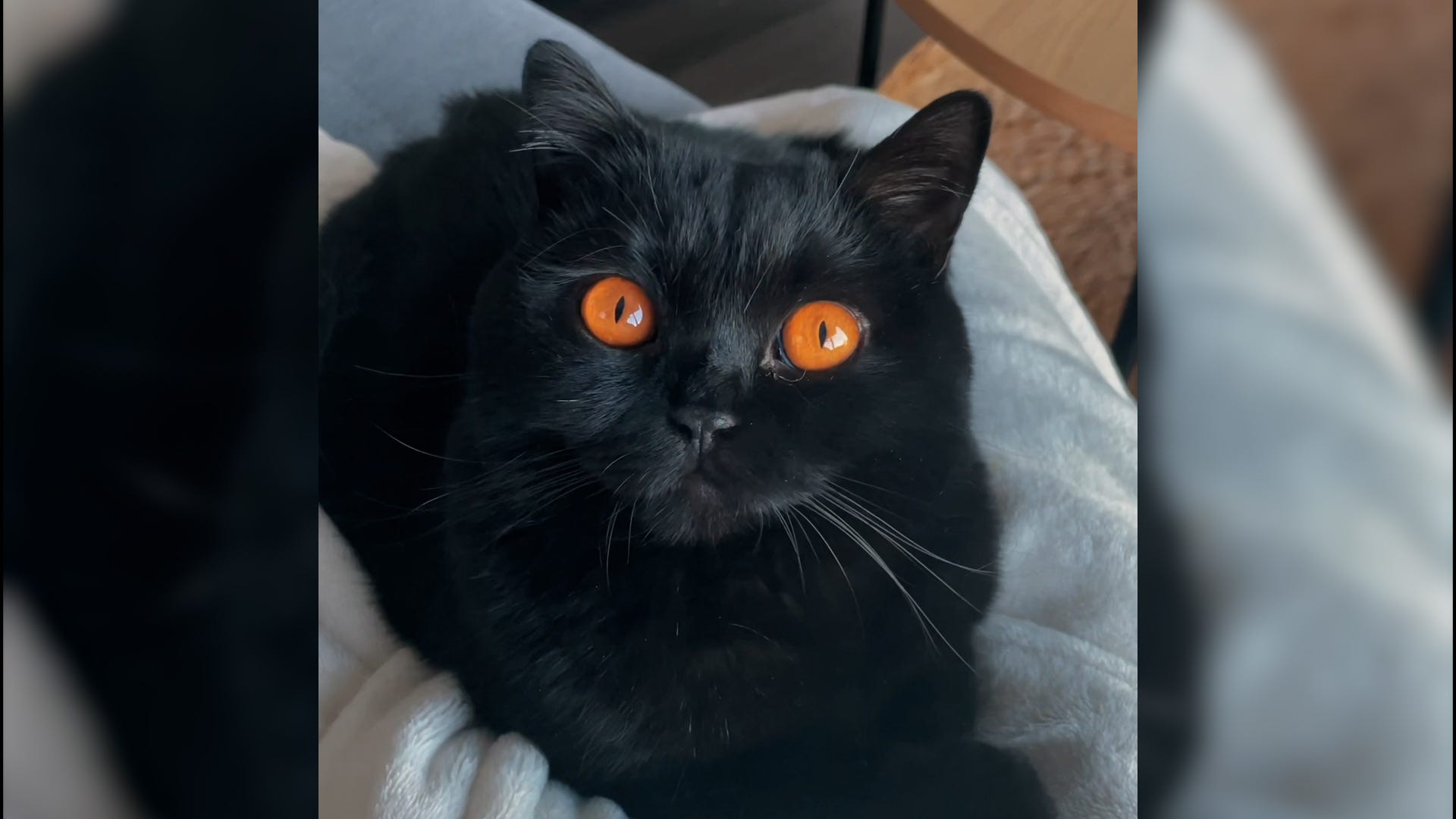 Black fashion cat orange