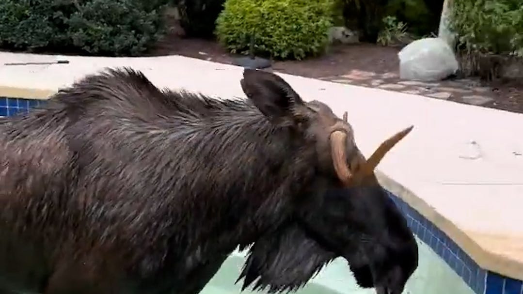 WATCH: Police free moose trapped under a pool tarp