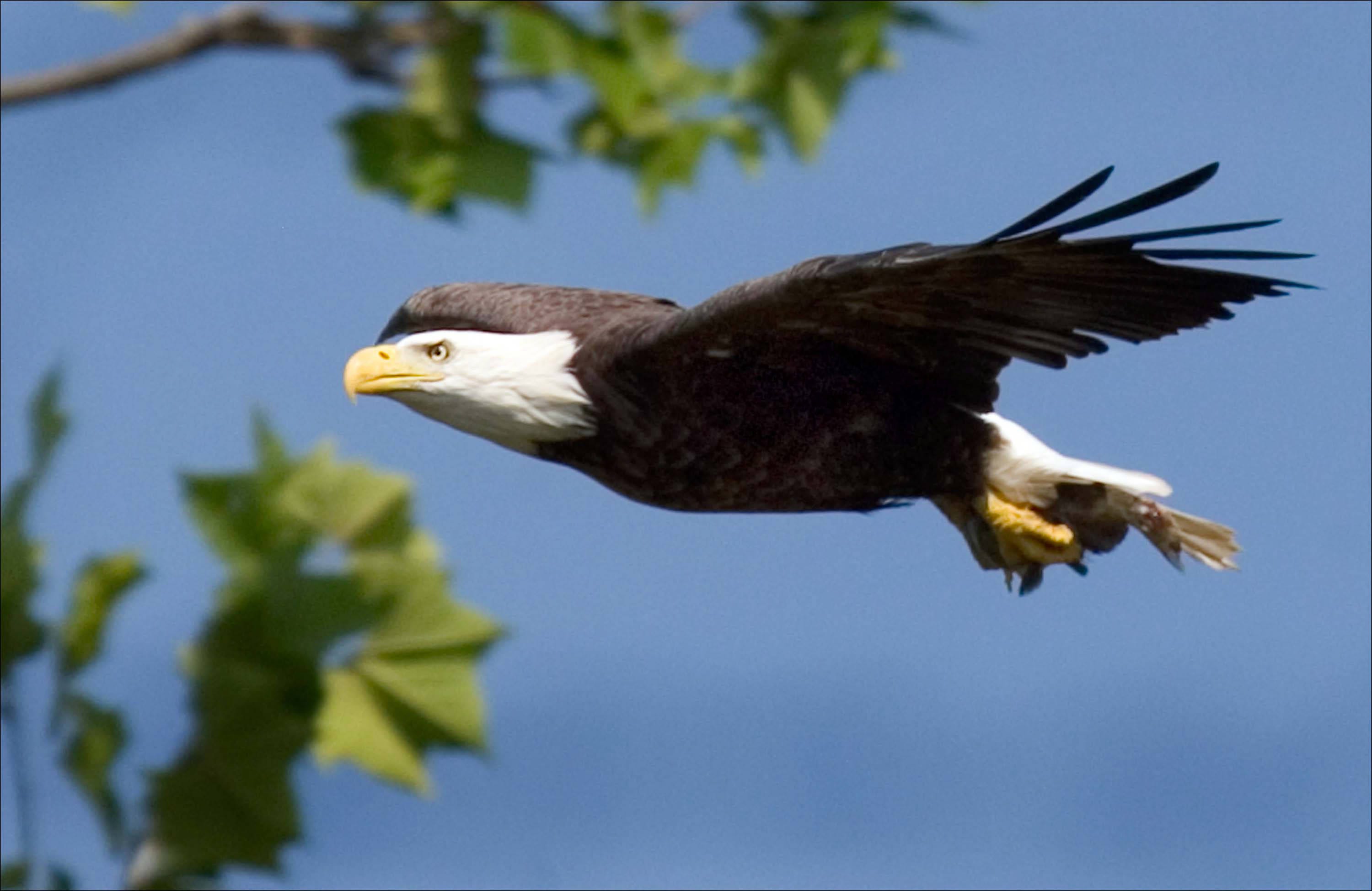 Shepherdstown Celebrates Bald Eagle's New National Status