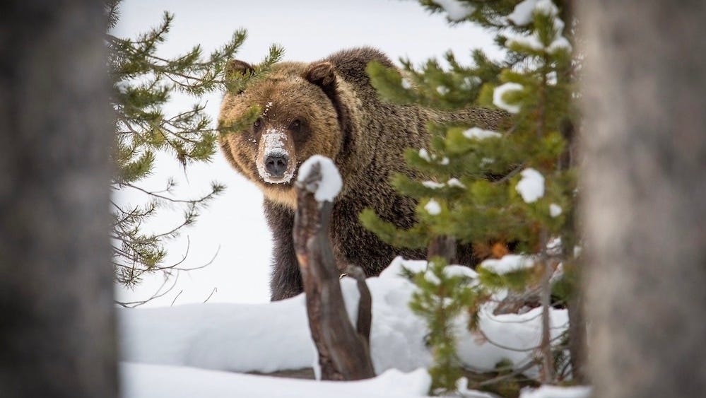 Tracks, footage show that Yellowstone grizzly bears are waking up