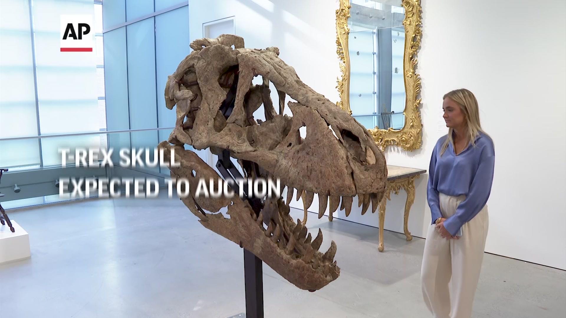 T-Rex Skull Expected To Auction For Millions