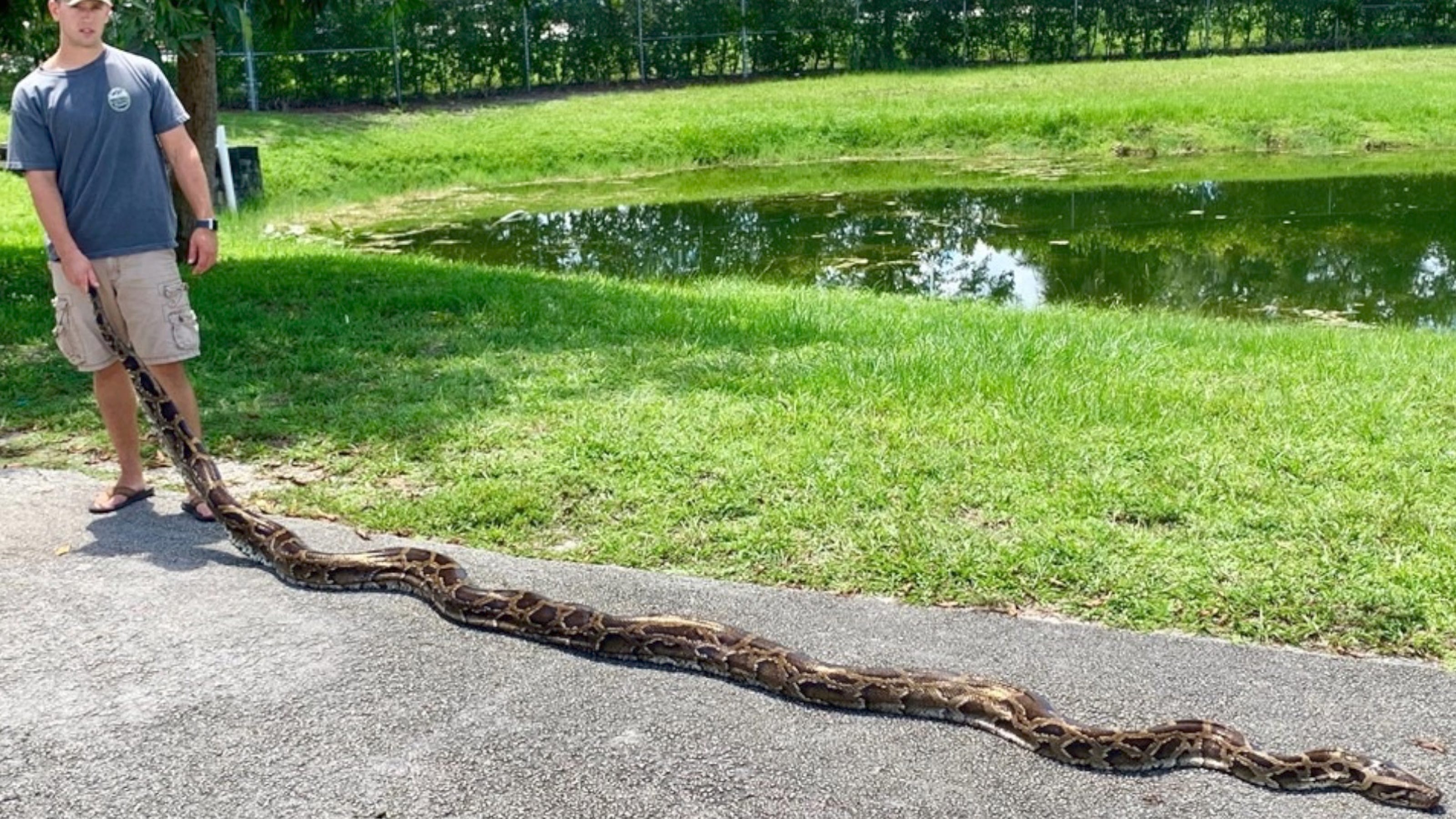 18 Foot Burmese Python Captured In Florida
