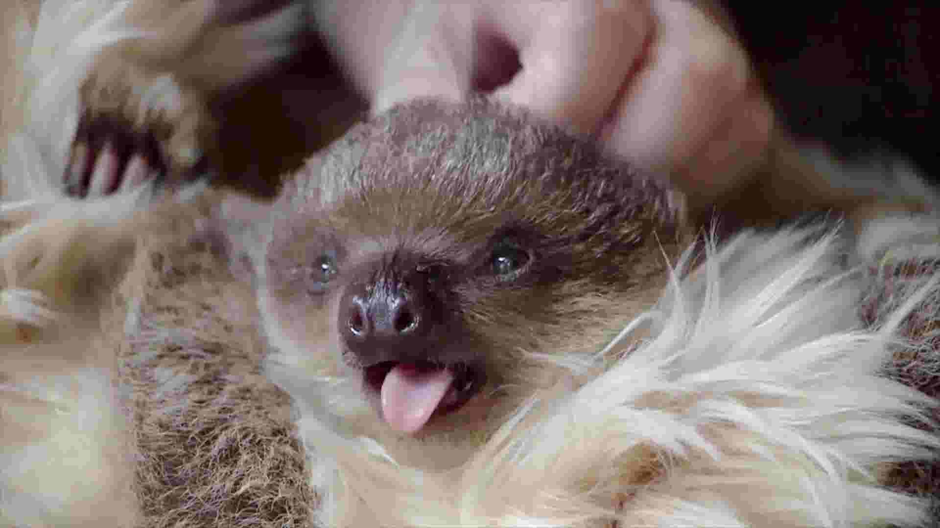 Why Are Sloths So Slooow