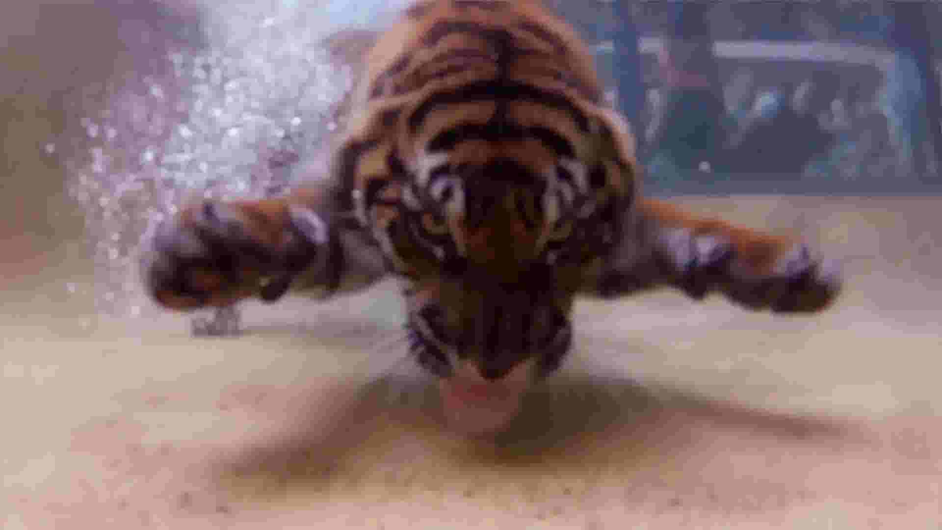 Underwater camera captures swimming tigers