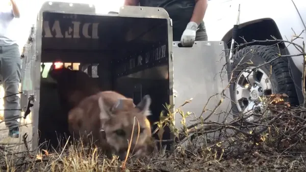 Rehabbed mountain lion released into wild