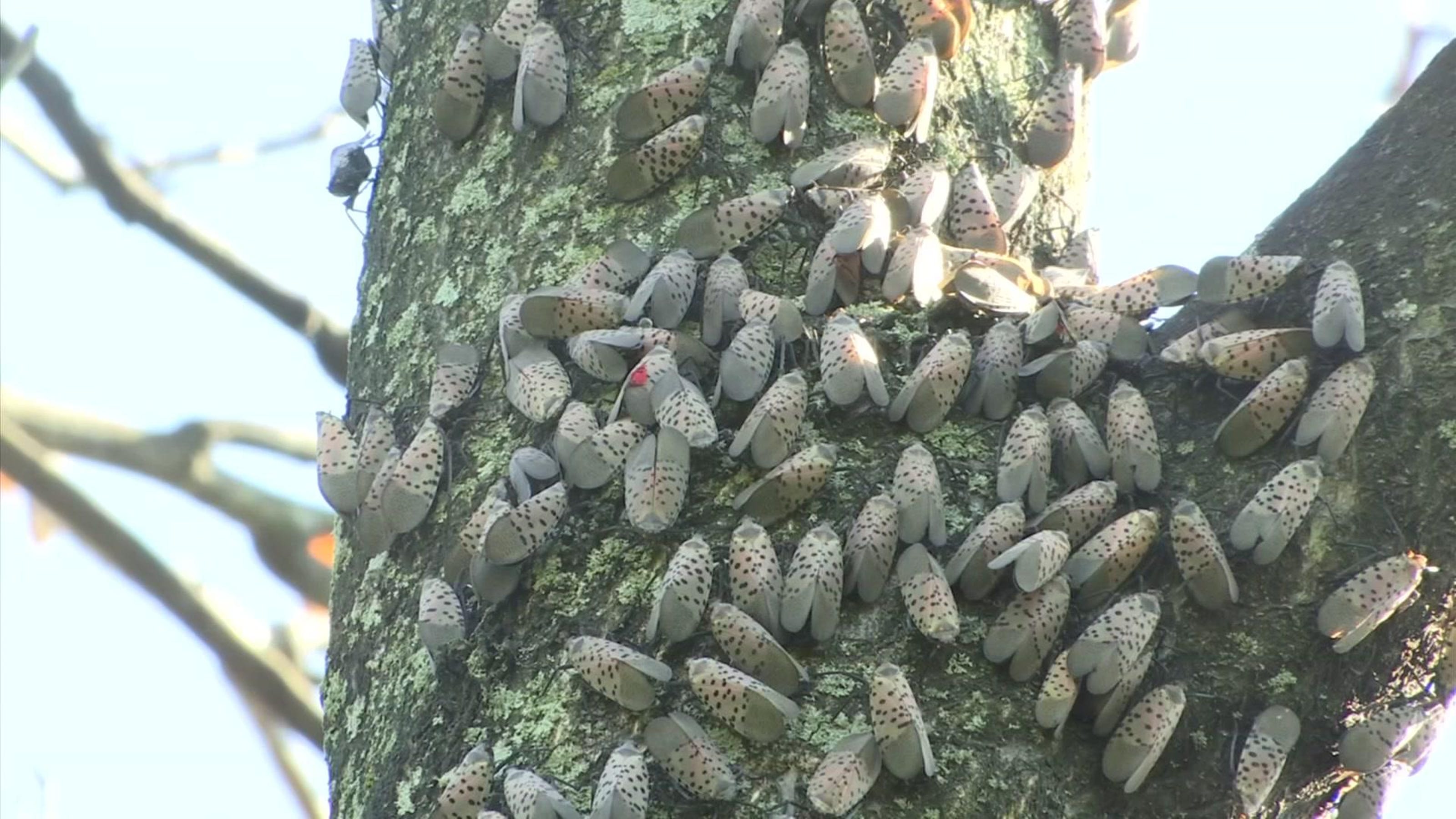 spotted-lanternfly-a-real-pest-in-pennsylvania