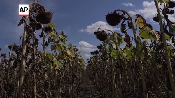 Ukrainian farmers seek harvest amid war presence