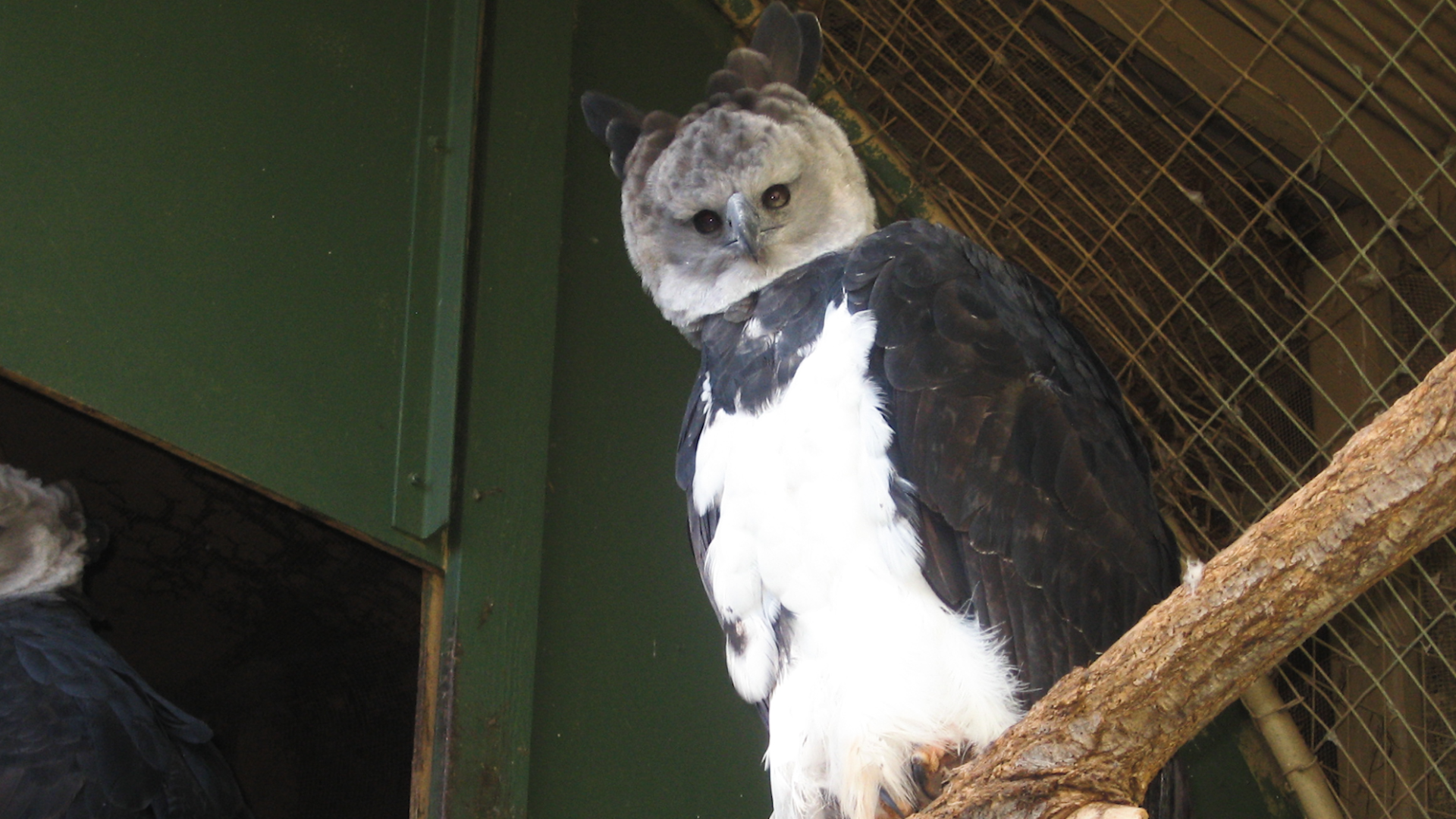 Harpy eagles are so huge they're mistaken for humans in costume
