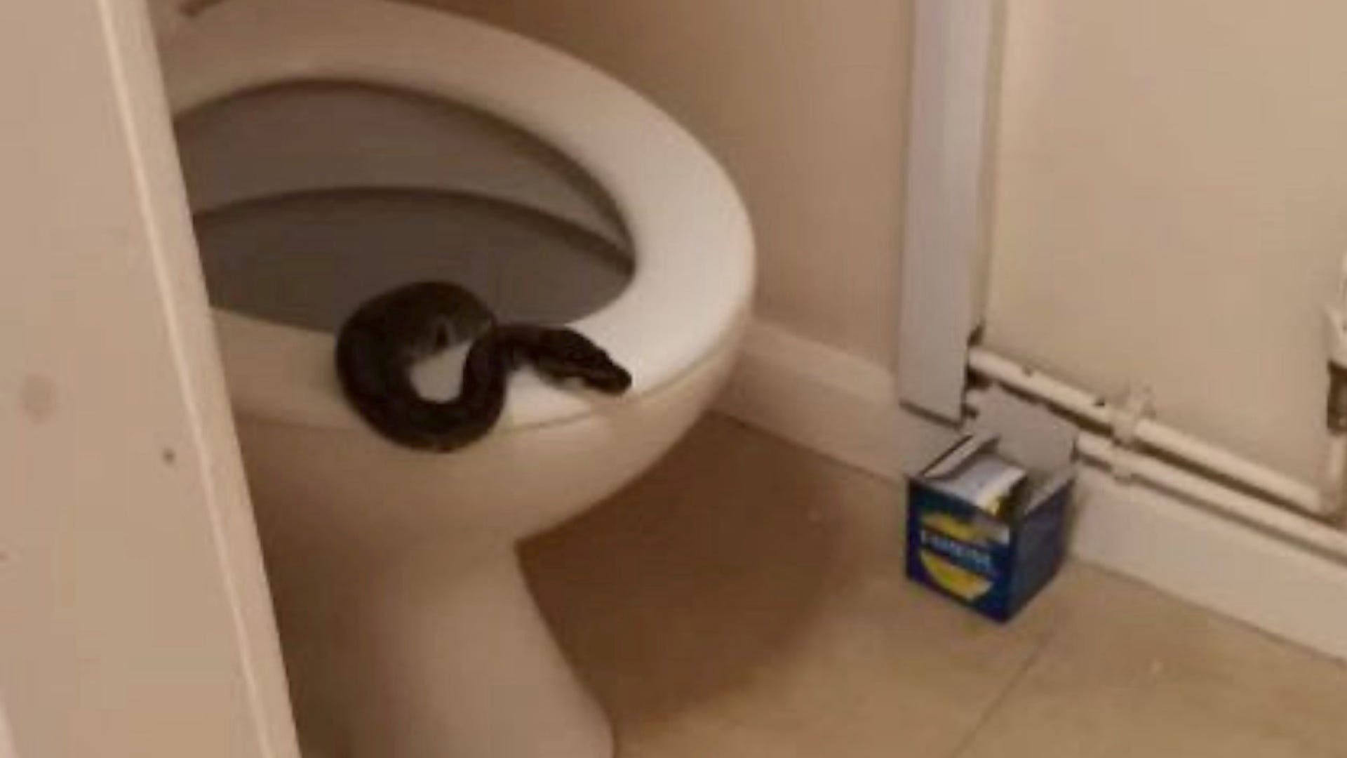 Enormous Python Found Emerging from Toilet That Wouldn't Flush