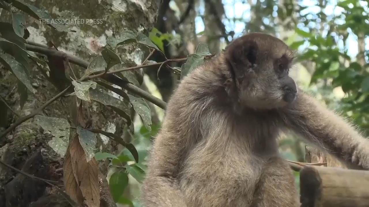 A scientist's quest to save the Americas' biggest monkey - Los