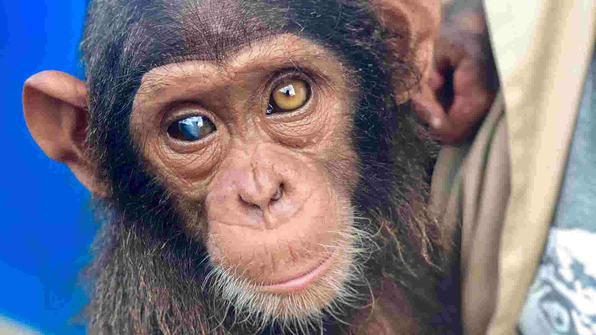 Why this rescued chimp’s eyes are two colors