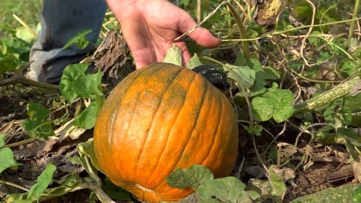 pumpkin patch daytona beach