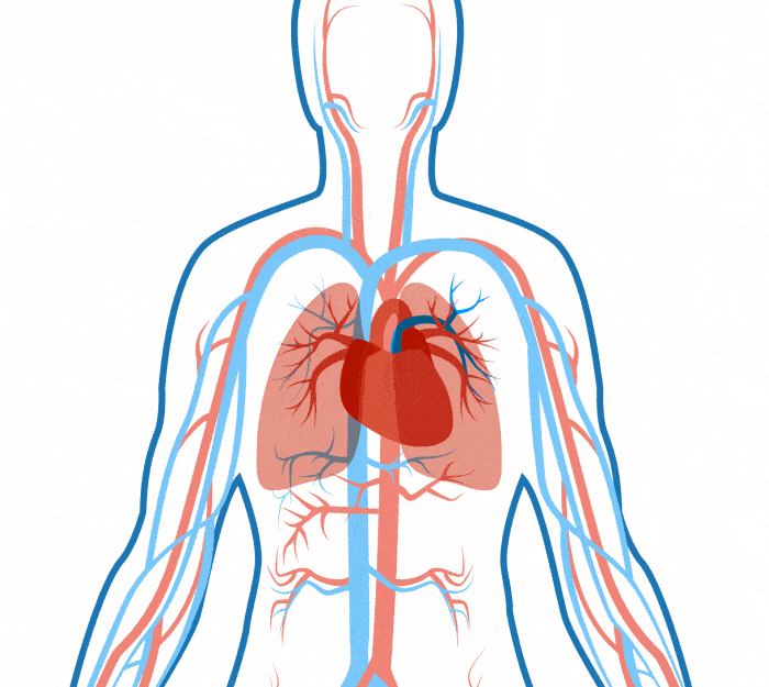5. Once in the bloodstream, the fat travels to the heart and lungs ...