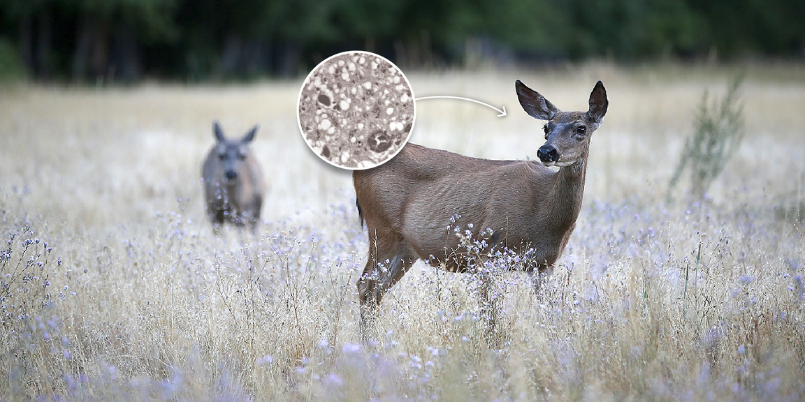 Zombie Deer How Chronic Wasting Disease Is Growing In The Us 4972