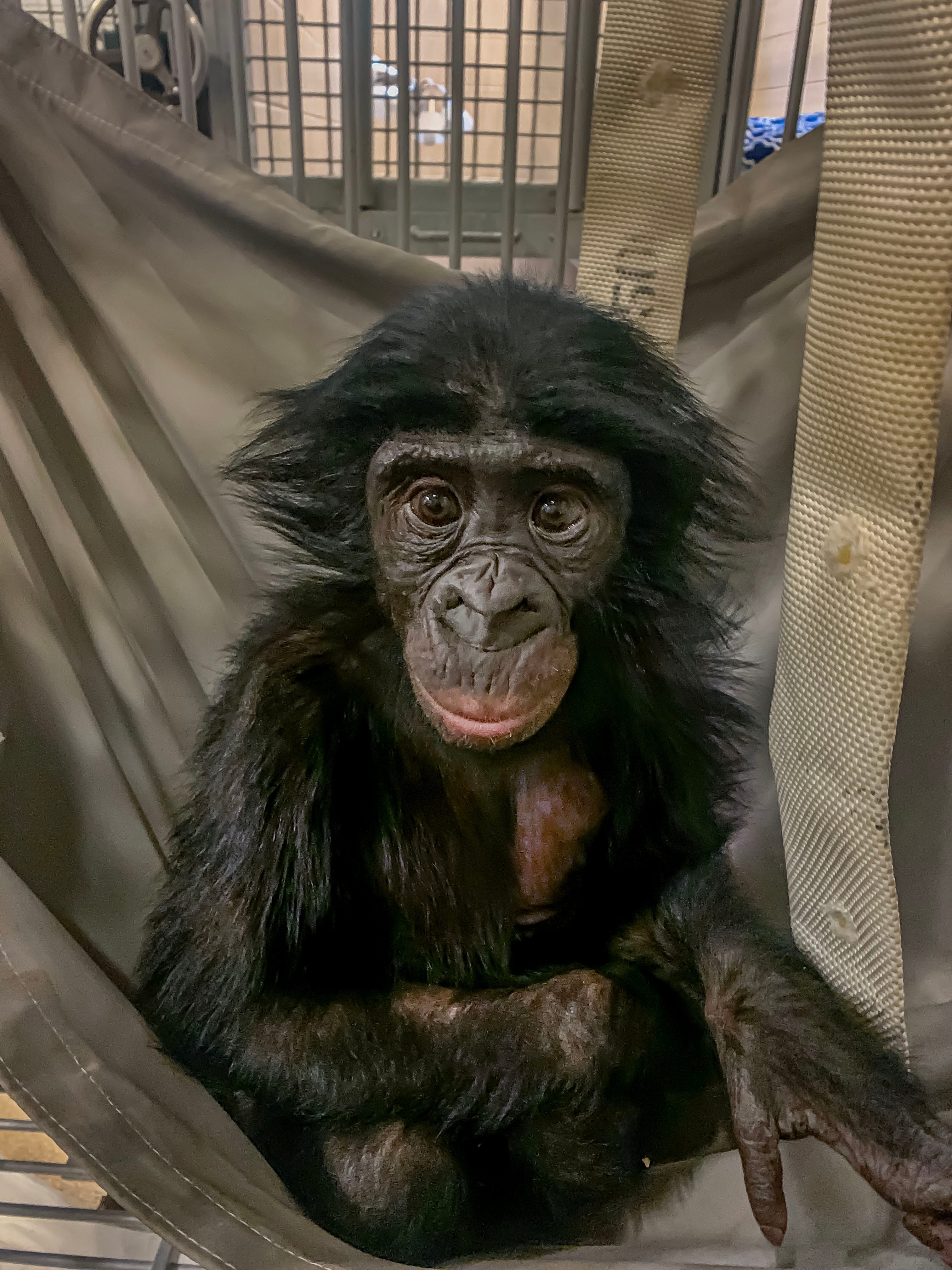 Primates of the World Archives - Milwaukee County Zoo