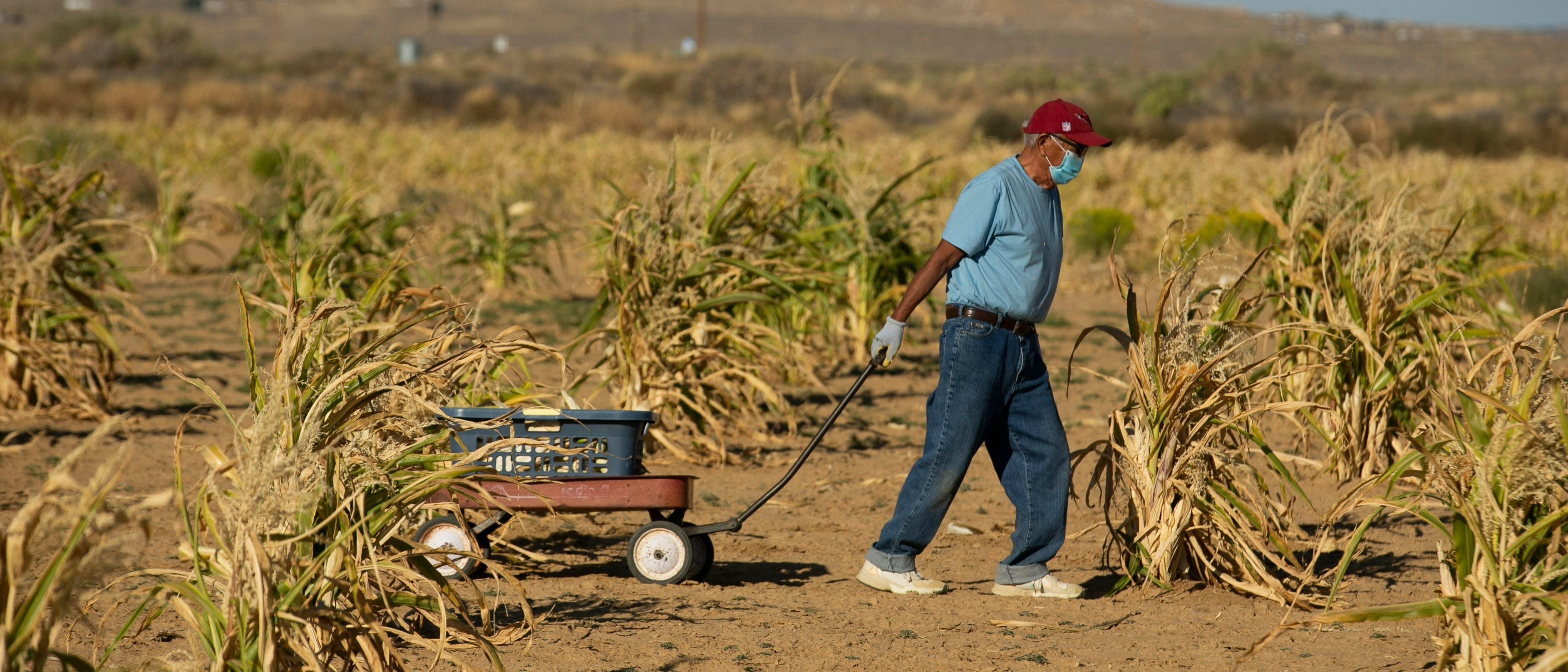 US Corn Farmers Defy Summer Drought, Extreme Heat for a Record