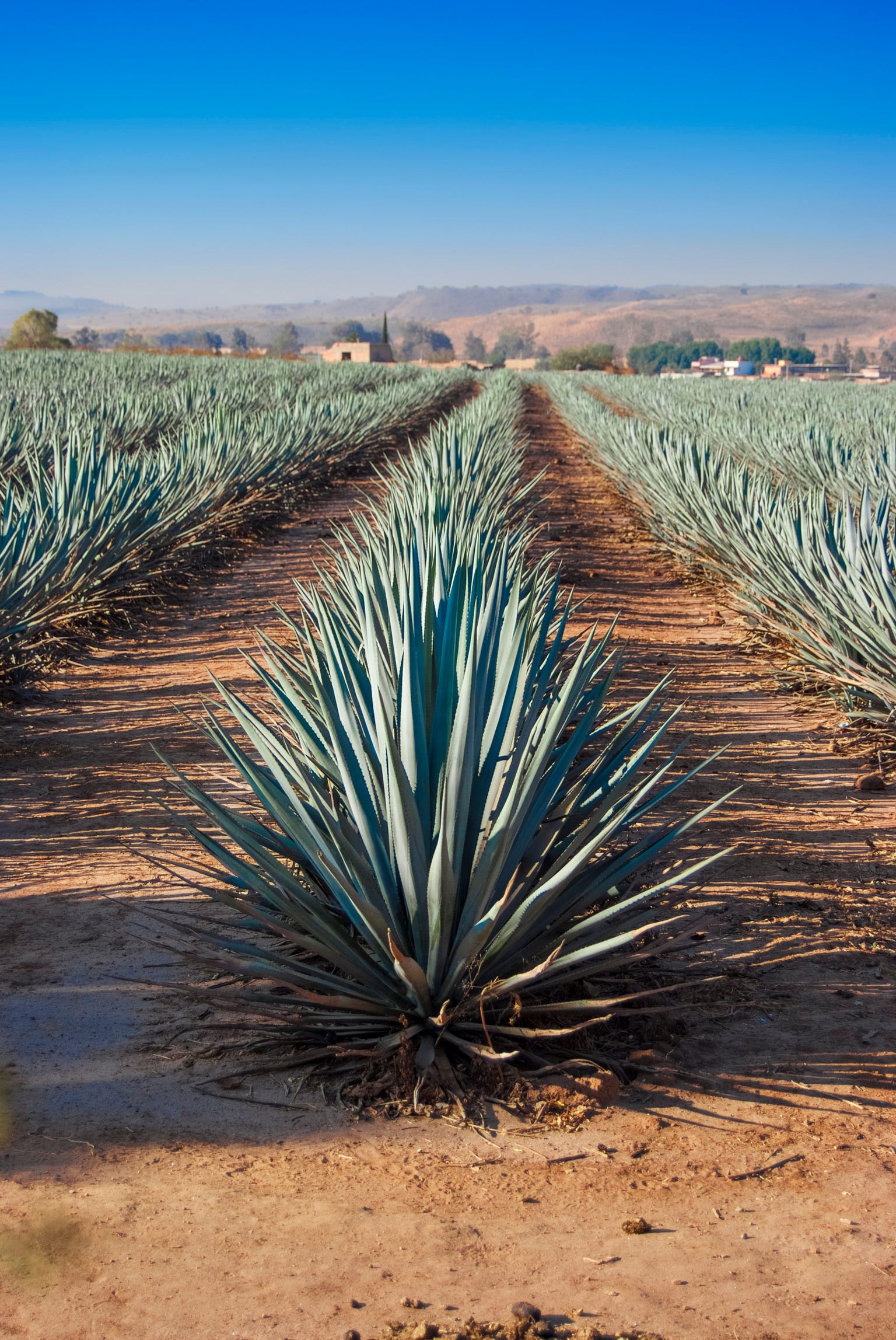 what-is-mezcal-what-does-it-taste-like-and-how-is-it-made