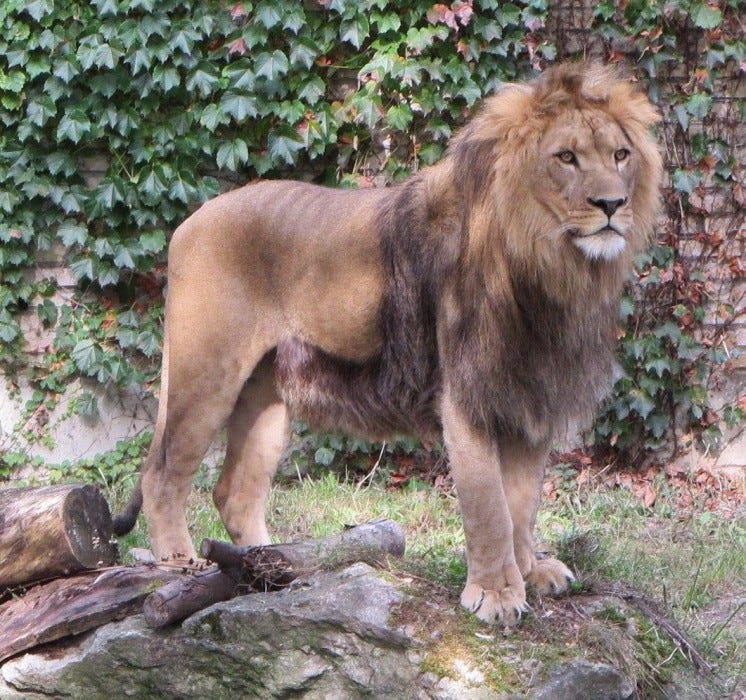 Tiberius, born in Rochester, was sent to the Buffalo Zoo in 2014.