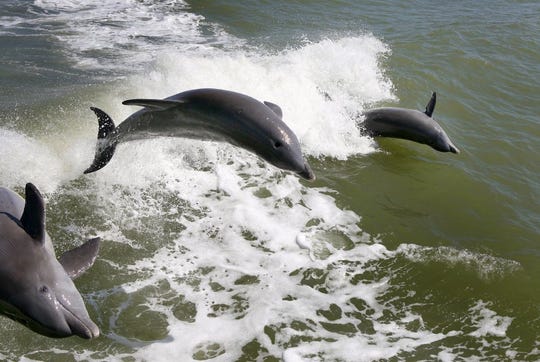 A small group of Bottlenose Dolphins jump in the wake produced by a boat in Chokoloskee Bay during an ecological boat tour in Everglades National Park in 2011.