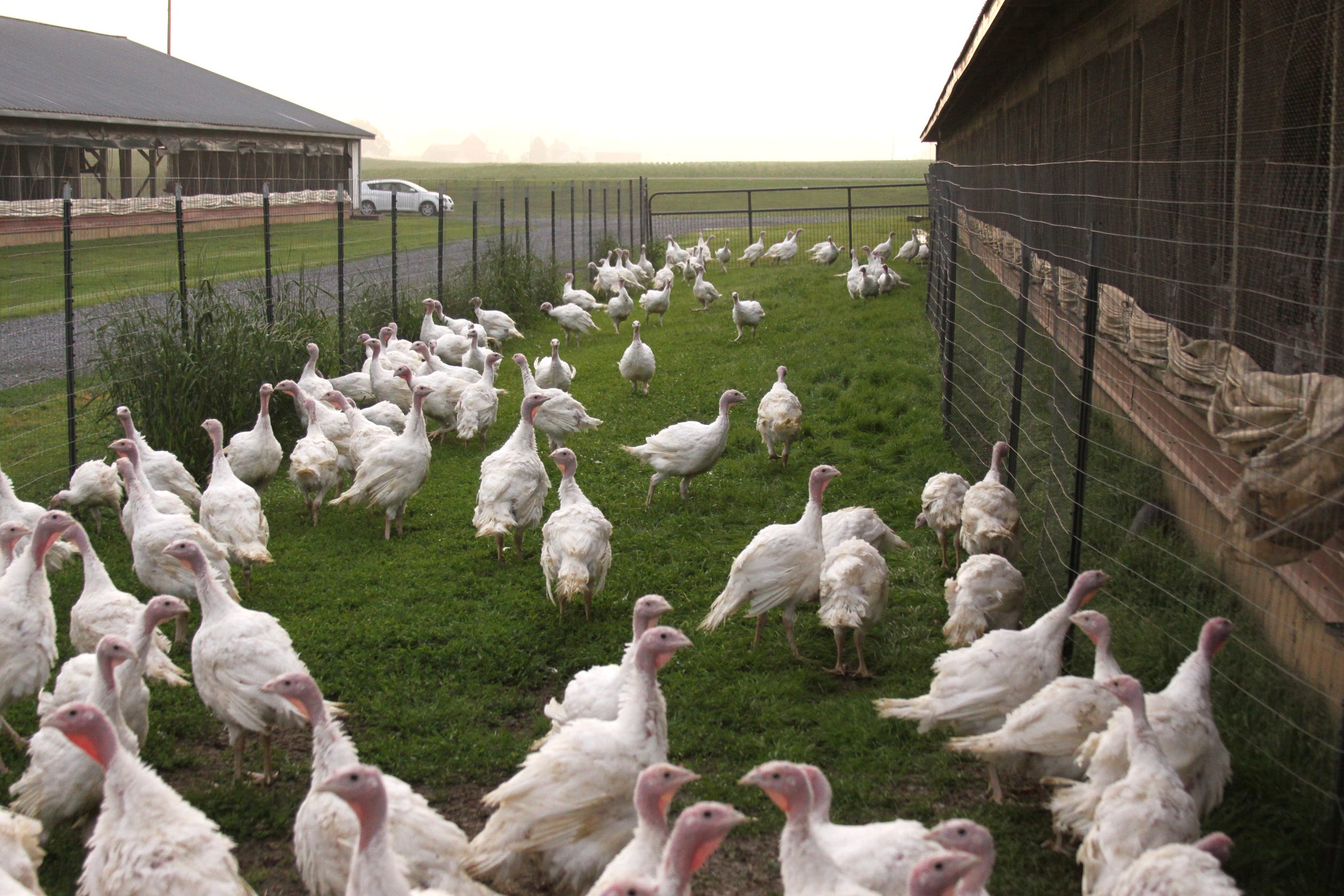 polnasek poultry farm